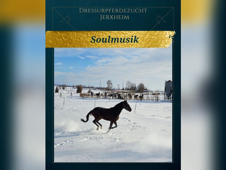 Hanoverian Gelding 3 years 16.1 hh Bay-Dark in Jerxheim