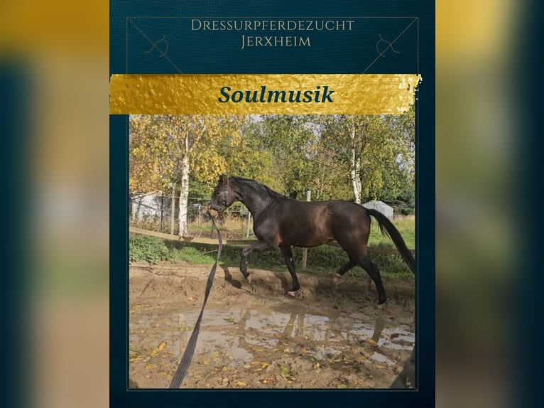 Hanoverian Gelding 3 years 16.1 hh Bay-Dark in Jerxheim