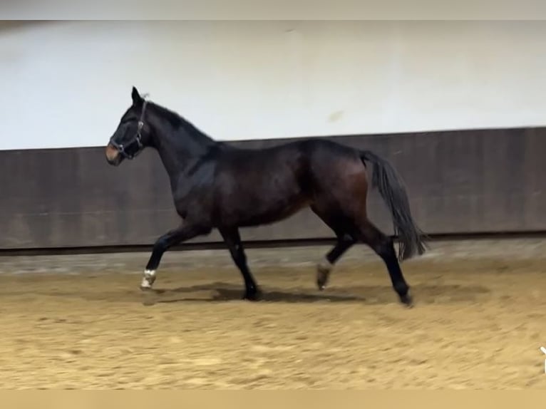 Hanoverian Gelding 3 years 16,1 hh Bay-Dark in Kevelaer