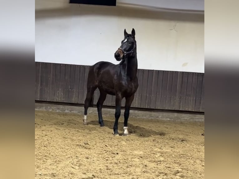 Hanoverian Gelding 3 years 16,1 hh Bay-Dark in Kevelaer