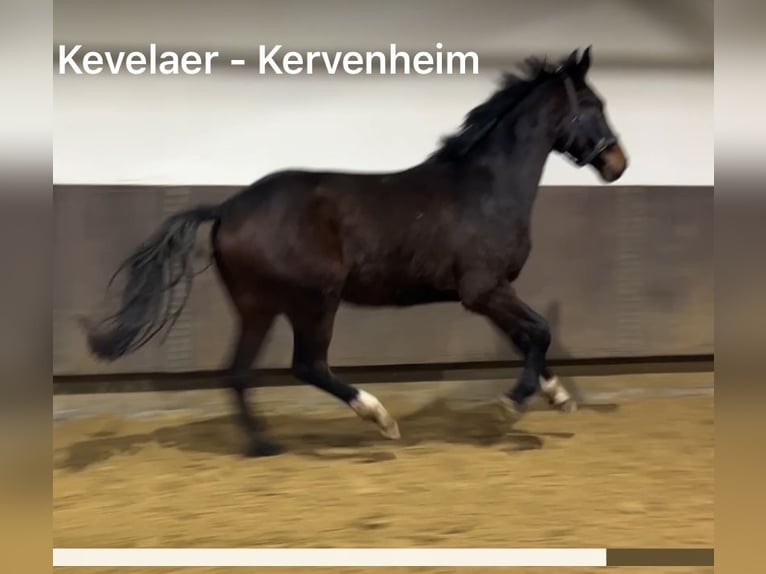 Hanoverian Gelding 3 years 16,1 hh Bay-Dark in Kevelaer