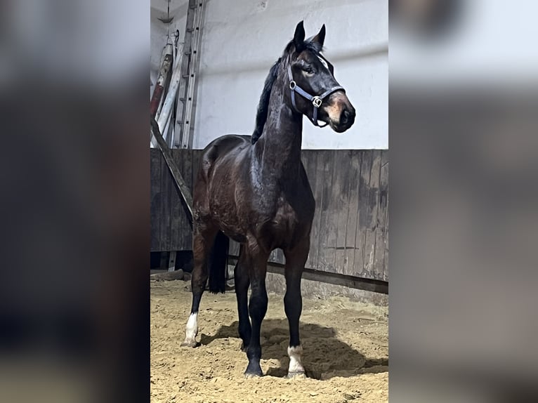 Hanoverian Gelding 3 years 16,1 hh Bay-Dark in Kevelaer