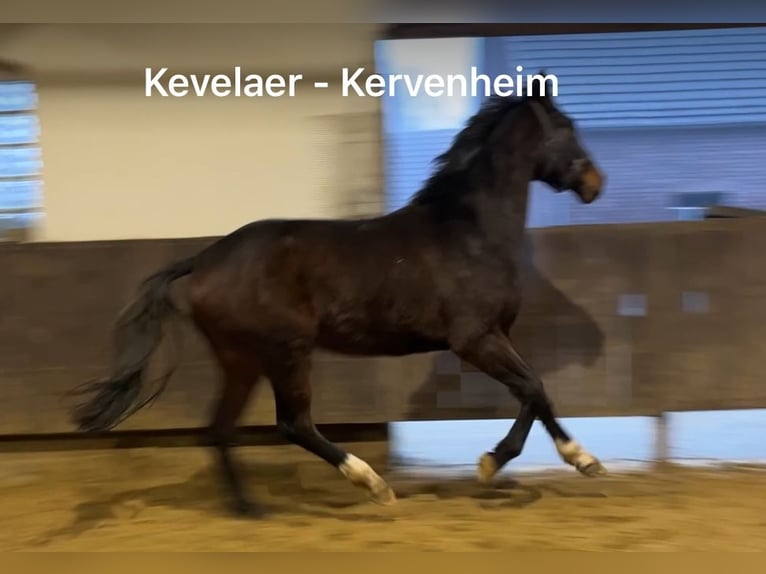 Hanoverian Gelding 3 years 16,1 hh Bay-Dark in Kevelaer