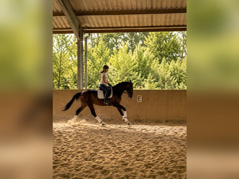 Hanoverian Gelding 3 years 16.1 hh Bay-Dark in Höpfingen