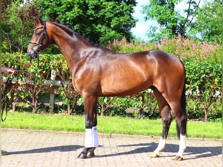 Hanoverian Gelding 3 years 16,1 hh Bay-Dark in Selsingen