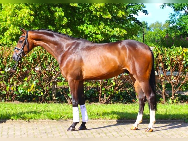 Hanoverian Gelding 3 years 16,1 hh Bay-Dark in Selsingen