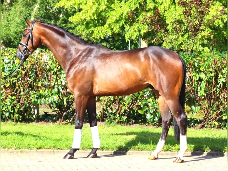 Hanoverian Gelding 3 years 16,1 hh Bay-Dark in Selsingen