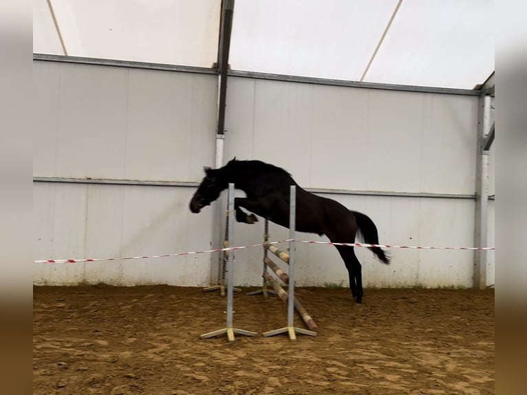 Hanoverian Gelding 3 years 16.1 hh Bay in Jarosławiec