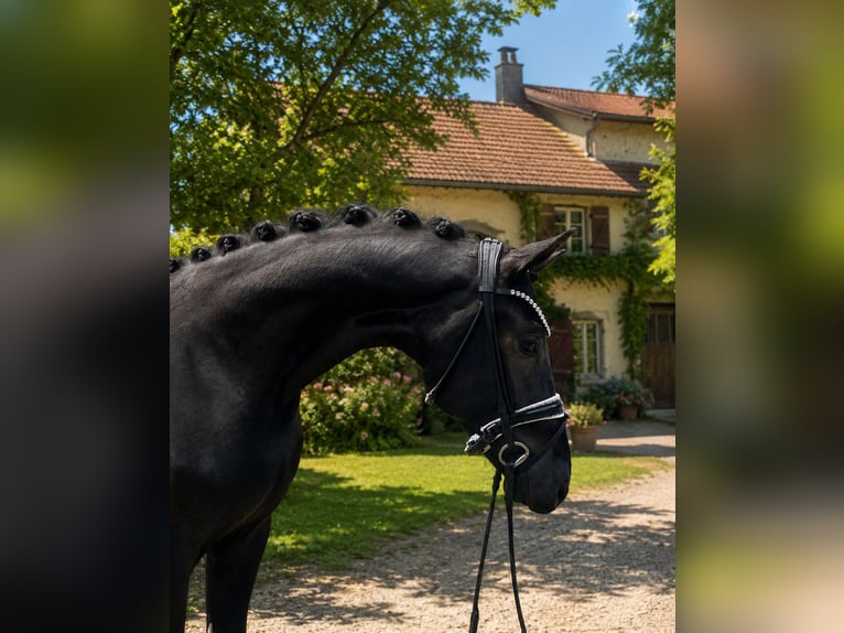Hanoverian Gelding 3 years 16.1 hh Black in Bielefeld