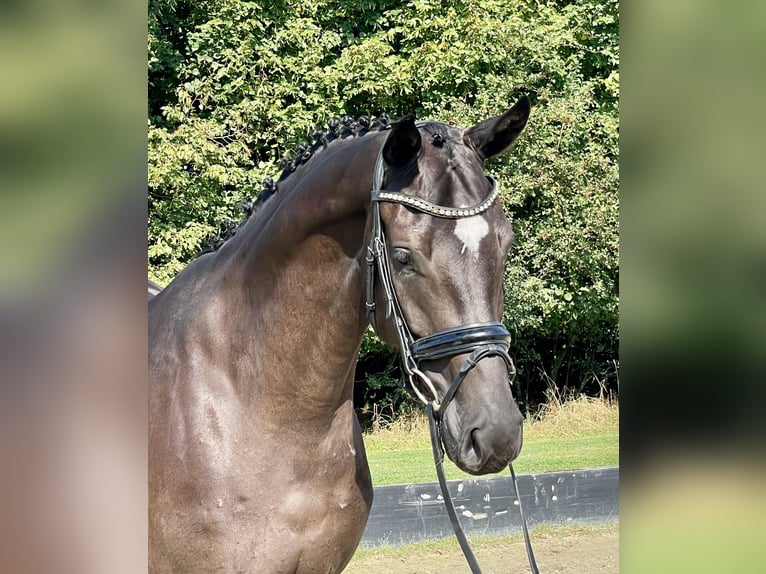 Hanoverian Gelding 3 years 16,1 hh Black in Rees