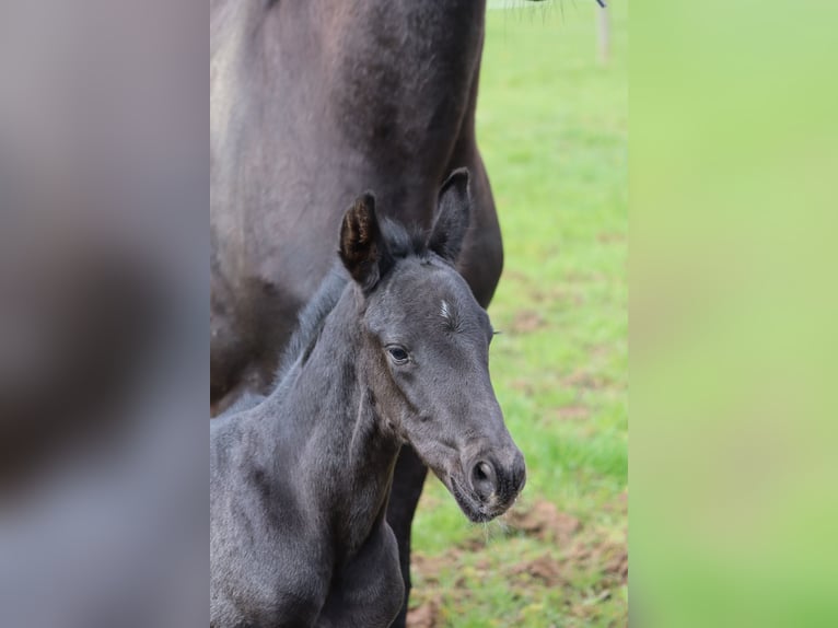 Hanoverian Gelding 3 years 16.1 hh Black in Neuberg