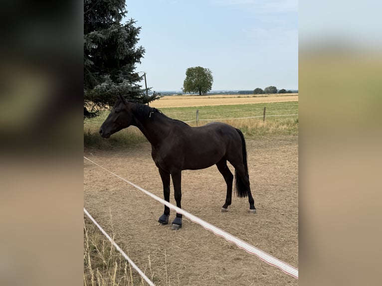 Hanoverian Gelding 3 years 16.1 hh Black in Neuberg