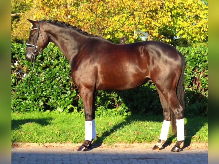 Hanoverian Gelding 3 years 16,1 hh Black in Selsingen