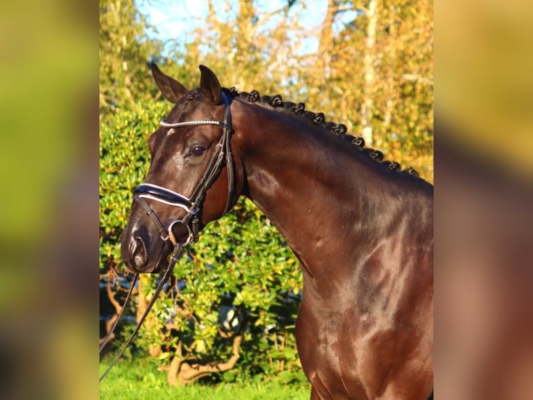 Hanoverian Gelding 3 years 16,1 hh Black in Selsingen