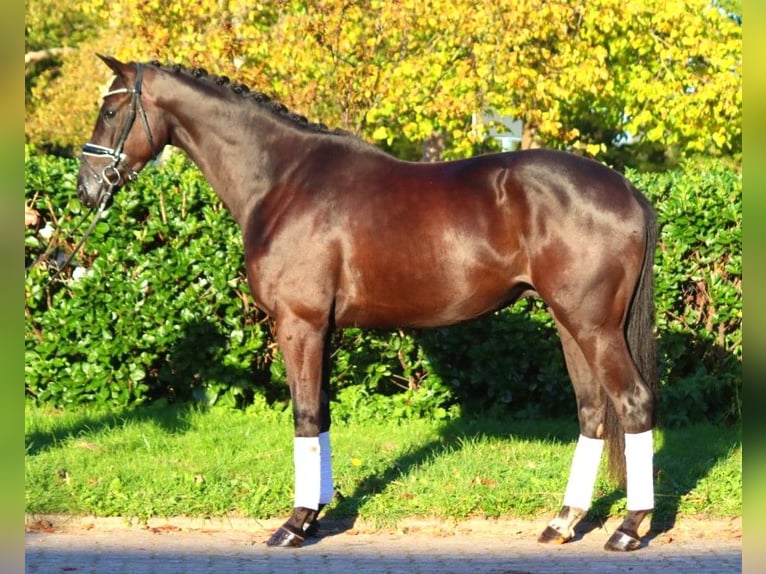 Hanoverian Gelding 3 years 16,1 hh Black in Selsingen