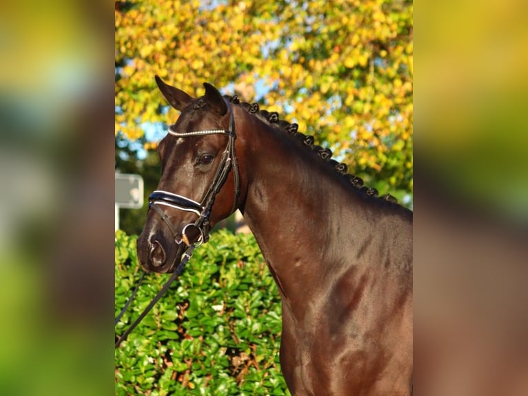 Hanoverian Gelding 3 years 16,1 hh Black in Selsingen