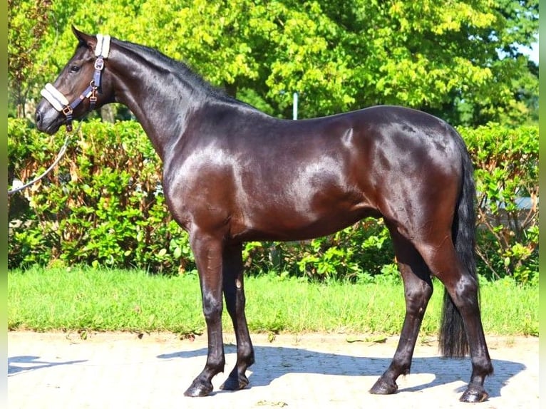 Hanoverian Gelding 3 years 16,1 hh Black in Selsingen