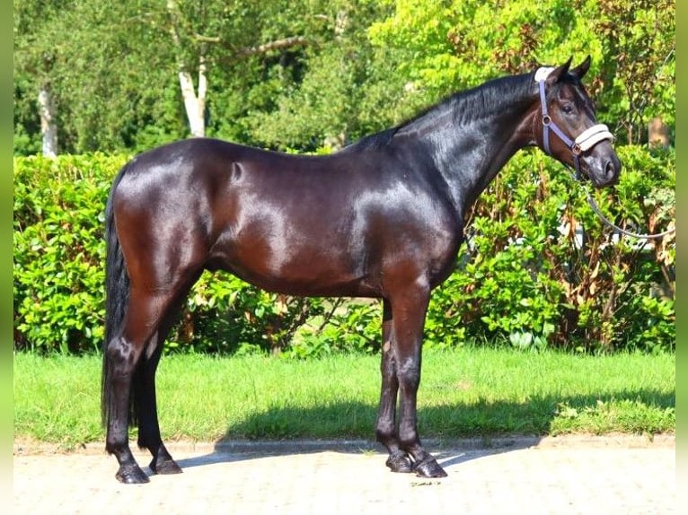 Hanoverian Gelding 3 years 16,1 hh Black in Selsingen