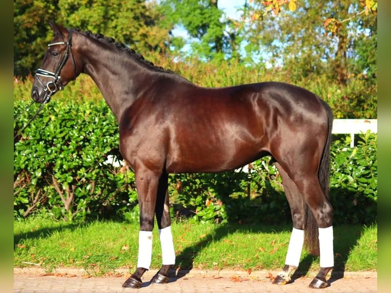 Hanoverian Gelding 3 years 16,1 hh Black in Selsingen