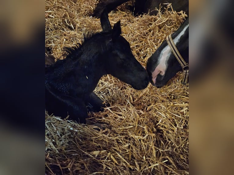 Hanoverian Gelding 3 years 16.1 hh Black in Walchum