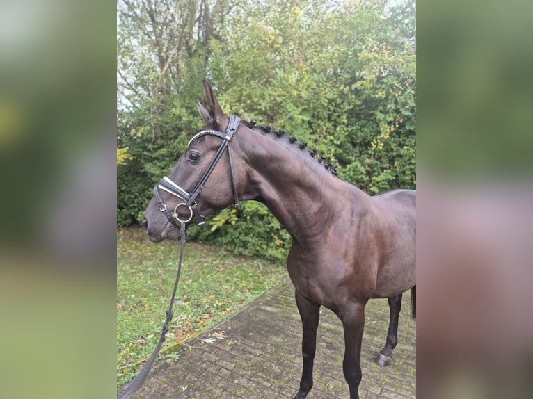 Hanoverian Gelding 3 years 16,1 hh Black in Willich