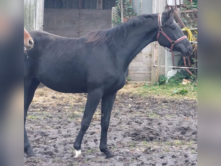 Hanoverian Gelding 3 years 16.1 hh Black in Großenaspe