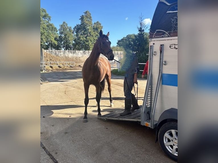 Hanoverian Gelding 3 years 16.1 hh Brown in Burgstädt