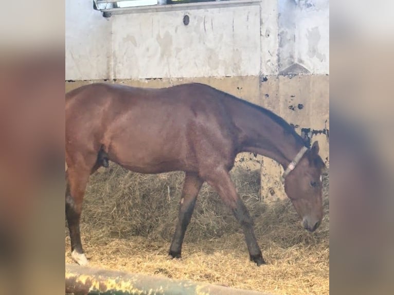 Hanoverian Gelding 3 years 16.1 hh Brown in Burgstädt