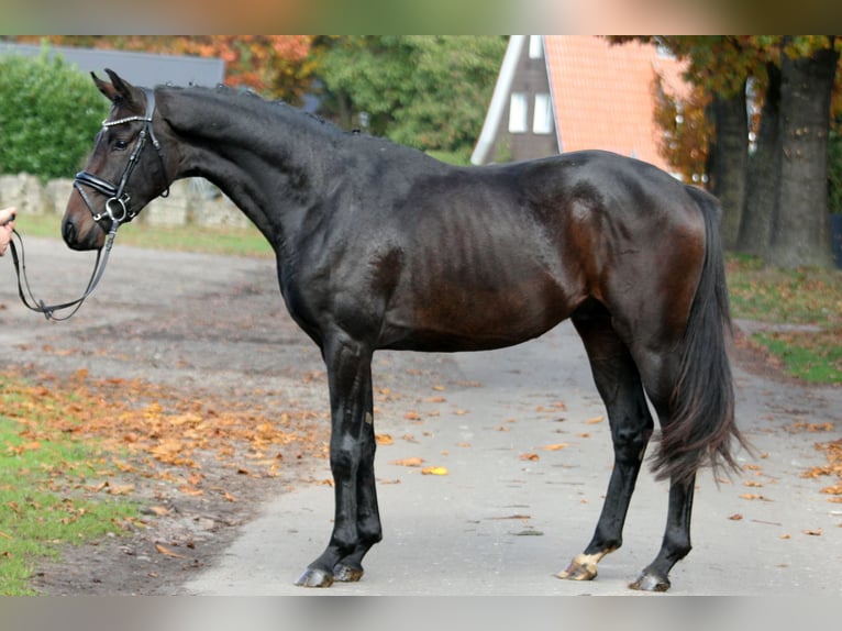Hanoverian Gelding 3 years 16,1 hh Brown in Kutenholz