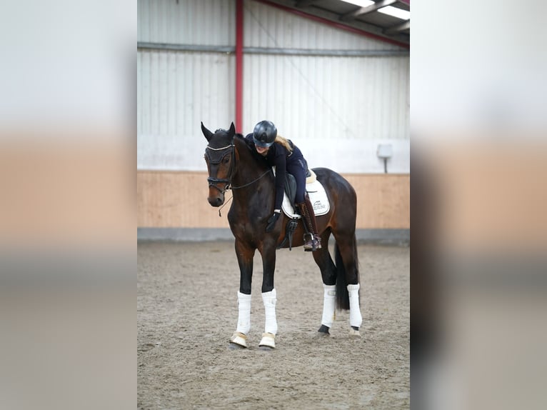 Hanoverian Gelding 3 years 16.1 hh Brown in Köhn