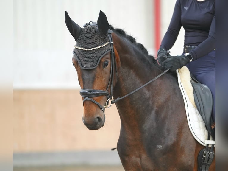 Hanoverian Gelding 3 years 16.1 hh Brown in Köhn