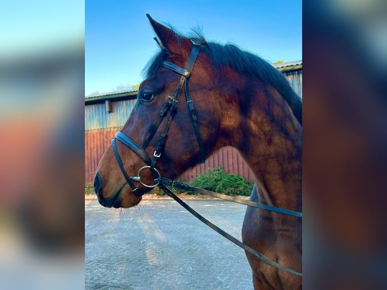 Hanoverian Gelding 3 years 16,1 hh Brown in Geestland