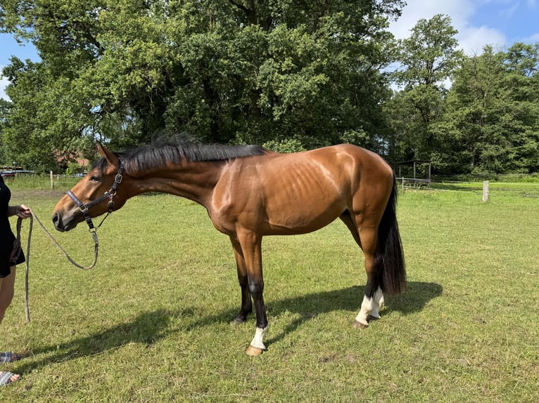 Hanoverian Gelding 3 years 16.1 hh Brown in Isernhagen