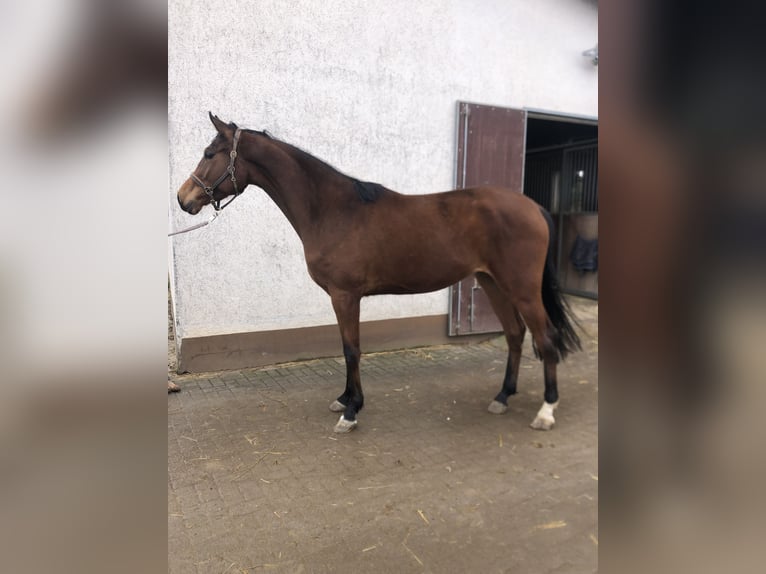 Hanoverian Gelding 3 years 16,1 hh Brown in Edingen-Neckarhausen