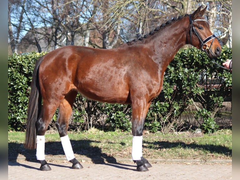Hanoverian Gelding 3 years 16,1 hh Brown in Selsingen