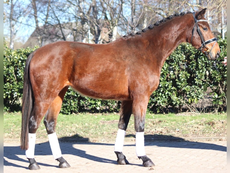 Hanoverian Gelding 3 years 16,1 hh Brown in Selsingen