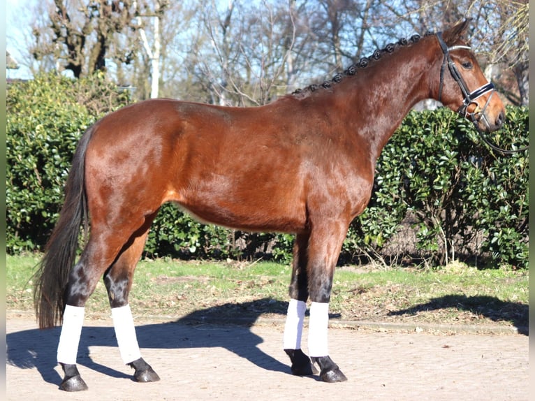 Hanoverian Gelding 3 years 16,1 hh Brown in Selsingen