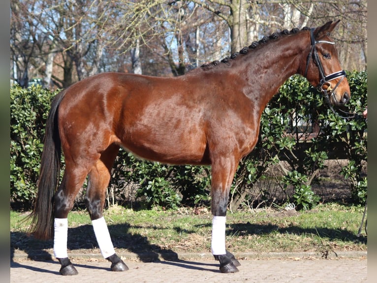 Hanoverian Gelding 3 years 16,1 hh Brown in Selsingen