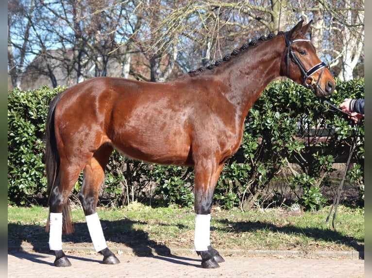 Hanoverian Gelding 3 years 16,1 hh Brown in Selsingen