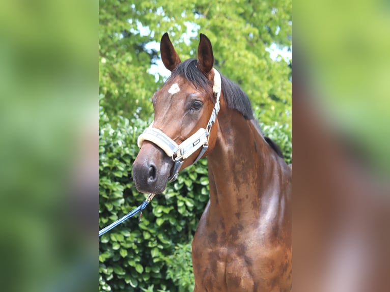 Hanoverian Gelding 3 years 16.1 hh Brown in Selsingen