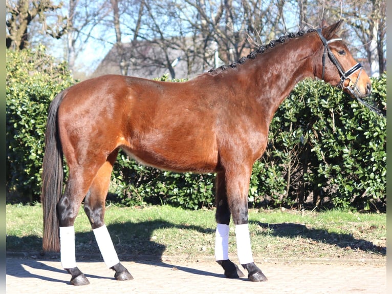 Hanoverian Gelding 3 years 16,1 hh Brown in Selsingen