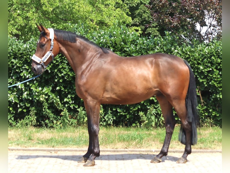 Hanoverian Gelding 3 years 16.1 hh Brown in Selsingen