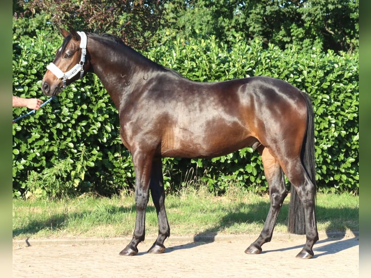 Hanoverian Gelding 3 years 16.1 hh Brown in Selsingen