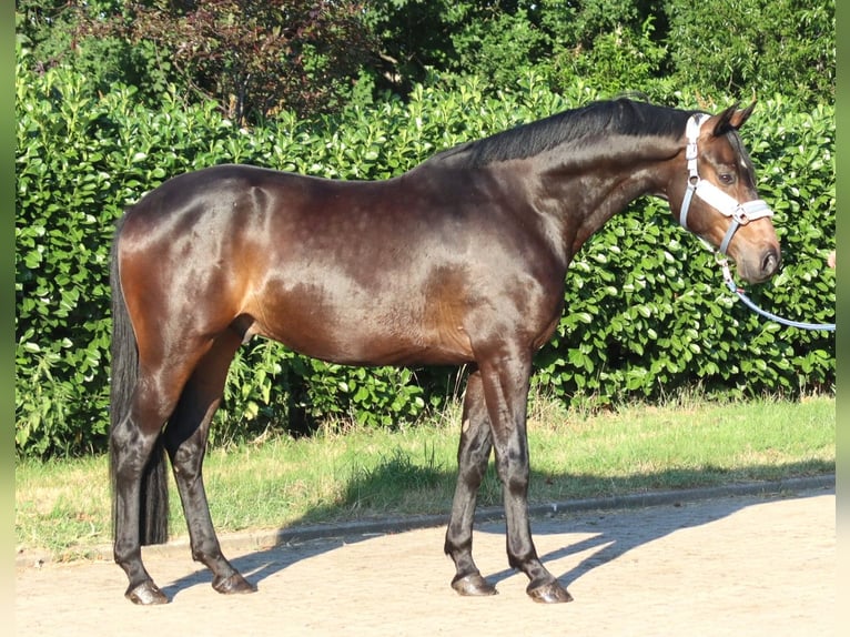 Hanoverian Gelding 3 years 16.1 hh Brown in Selsingen