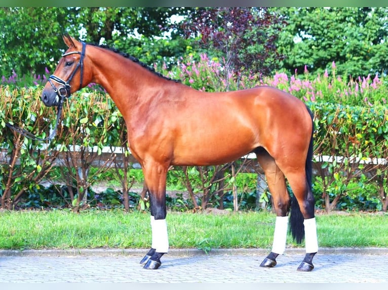 Hanoverian Gelding 3 years 16,1 hh Brown in Selsingen