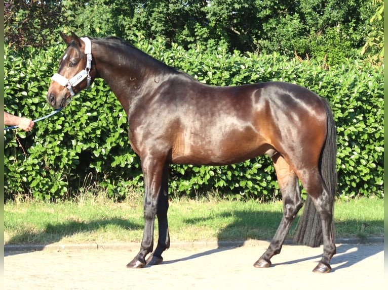 Hanoverian Gelding 3 years 16.1 hh Brown in Selsingen
