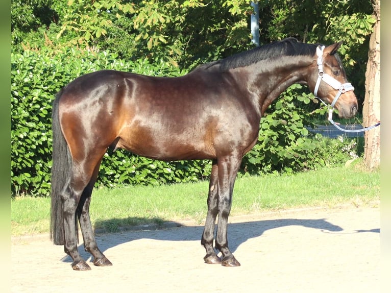 Hanoverian Gelding 3 years 16.1 hh Brown in Selsingen