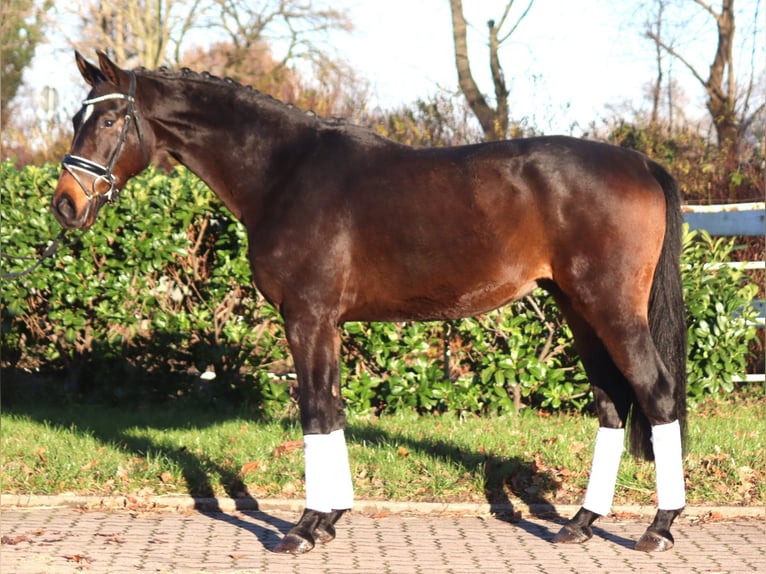 Hanoverian Gelding 3 years 16,1 hh Brown in Selsingen