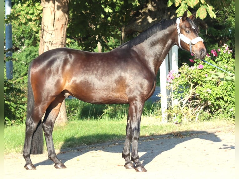 Hanoverian Gelding 3 years 16.1 hh Brown in Selsingen