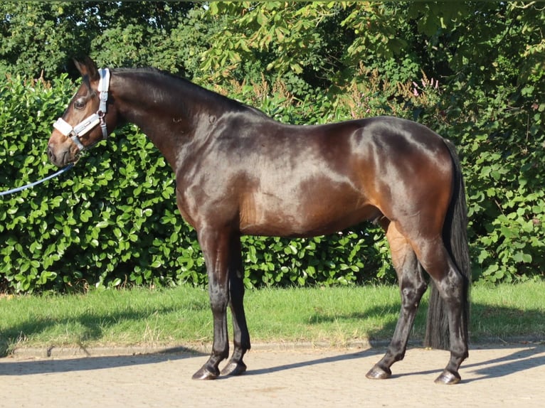 Hanoverian Gelding 3 years 16.1 hh Brown in Selsingen
